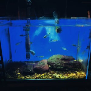 同类cover（翻自 黑精灵）