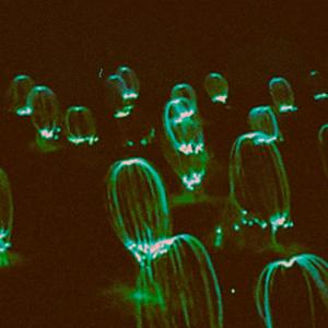 t(Free) Wong Kar-wai type bea