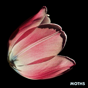 Moths