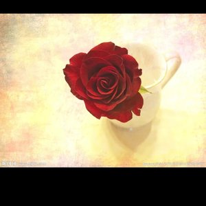 我只在乎你翻唱