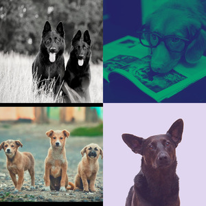 安静的放松的狗声音