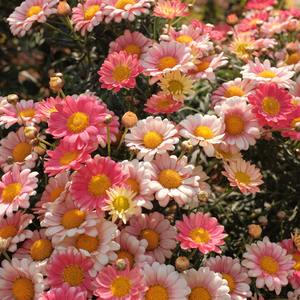 夏日 海风 蓝天和照片