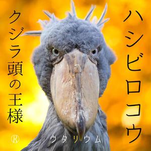 ハシビロコウ クジラ頭の王様