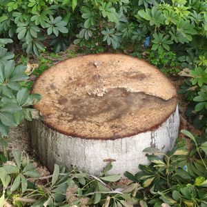 决定暂时不再贪恋每天的晚霞