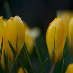 Crocus