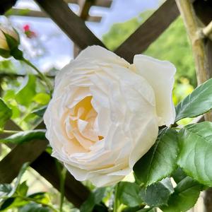 La Leyenda De La Rosa (Acoustic Version)