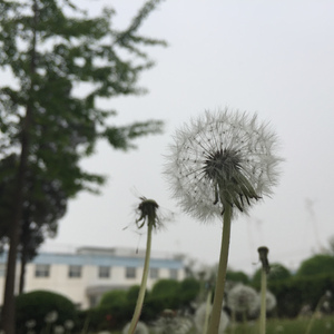 笨小孩（Cover 刘德华 / 柯受良 / 吴宗宪）