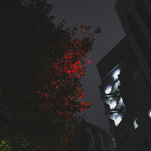 Morning Light Lingers