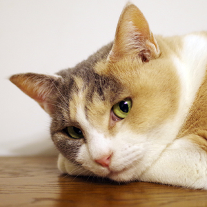 Catfood