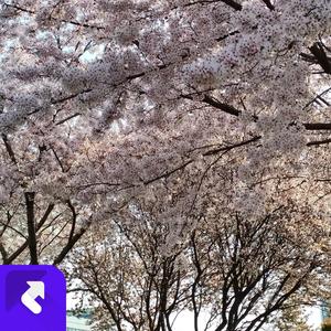 电子心跳 (现场)