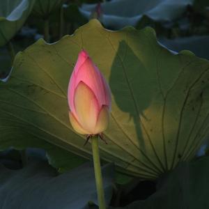 蓮花