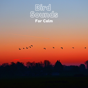 Nightingale's Lullaby