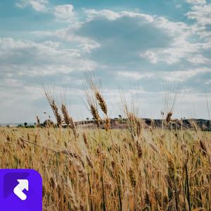 晚霞樱花（钢琴曲）