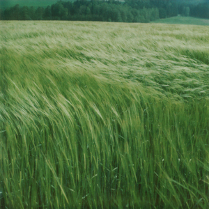 Shallegra / Steamboat Around the Bend