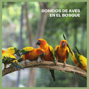 Sonidos de Aves en el Bosque (p52)