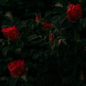 [Free]"rose" Guitar emotional type beat