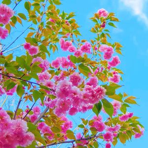 某年夏天（纯音乐）