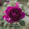 Enyo - Rose Garden (Inspired by Rumi)