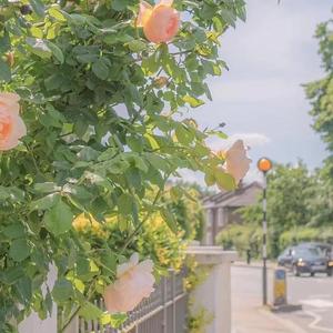 我不曾忘记（拟迪娜泽黛声线版）