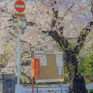 オレンジ（片段）