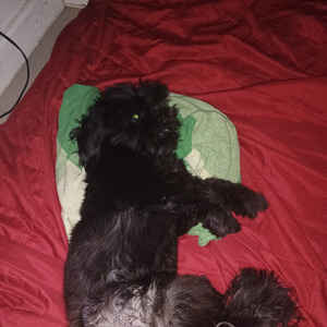 Cachorro eletrizante