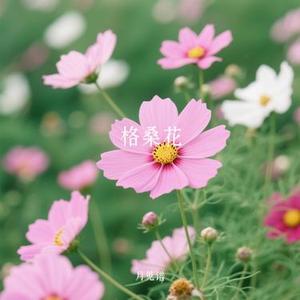 格桑花 (Cover 陳鴨梨Charlie)