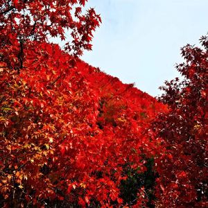 红叶飘飘 - 梦幻 华丽 史诗 欢快 希望 浪漫 Bpm70 F