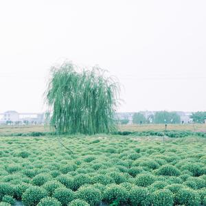 寒风冬日柚子茶 (优美轻音乐)