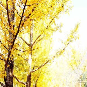 Estella (Relaxing Ver.)