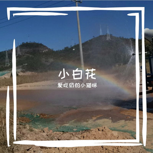 小白花 伴奏