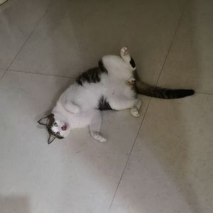 纸魂灯影_29877875582002692_1754022236605