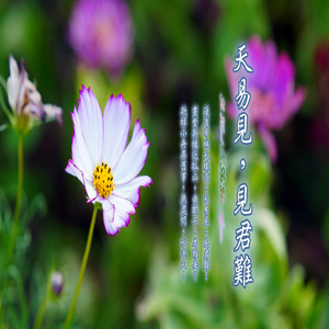 风吟桂花香 (加长版)