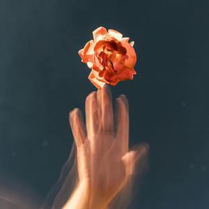 Poppy Flowers