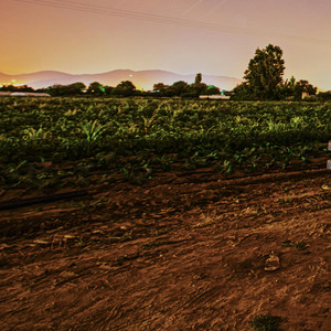 虫のこえ - ハーモニカセッション