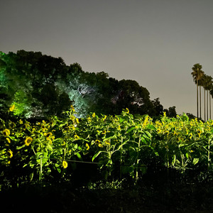 ホワイトラビット