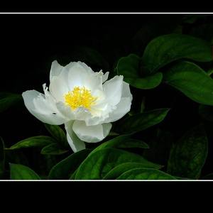 白芍花开（Cover 张碧晨）