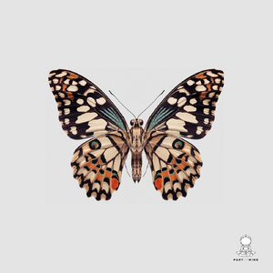 Holotype (Original Mix)