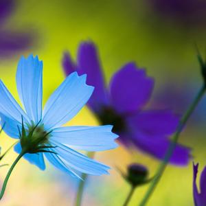 蓝色和紫色的花 (1)