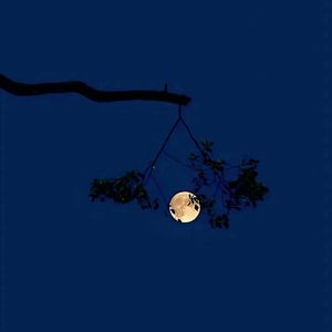 《念故乡（随笔）》demo