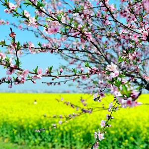 思念已花开成海