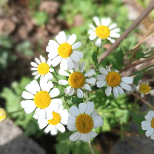 It's not for mortal ears