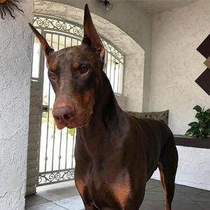 PauloMoraes（HouseBolsonaro）