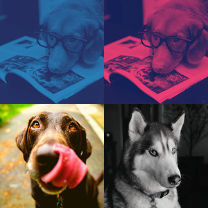 安静的小狗声音