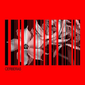 Cerberas