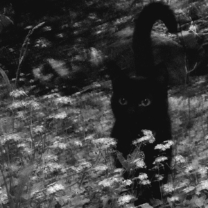 Momentum II (En Vivo)