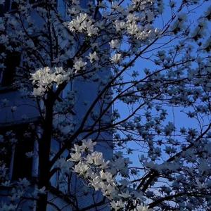 我像一个傻瓜（Frowned blueface）片段