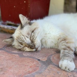 Mewtopia (Meow Version)