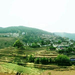 青木林里青木秧（苏平生）