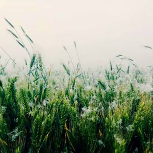 我希望有一匹马