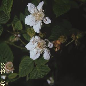 砍柴过岭又过坡